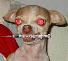 chien méchen